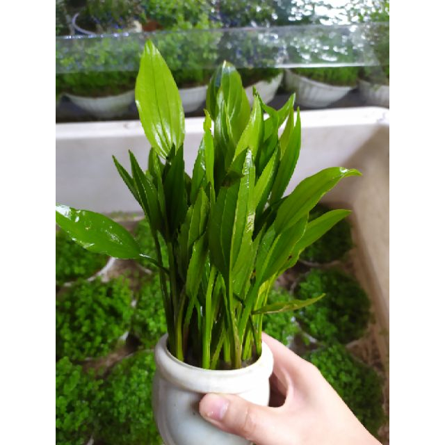 (Hỏa Tốc HCM) Chậu Cây Lan Nước (Bách Thủy Tiên) - Cây Thủy Sinh Dễ Trồng, Dễ Sống