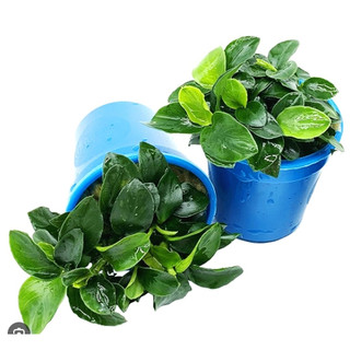 Ráy Nana Petite lá nhỏ - Cây thủy sinh vạn người mê dễ trồng - Chậu tròn nhiều lá