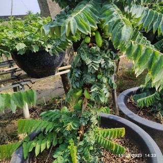 Cây 🌲 Khế tàu... đang trái