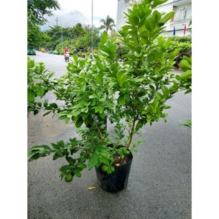 Cây 🌲 Chanh tứ quý (đang trái lớn)1m5