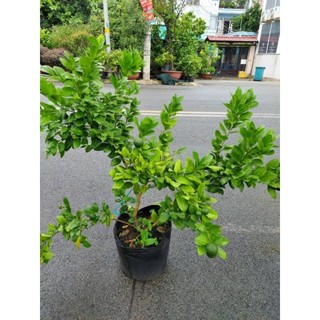 Cây 🌲 Chanh tứ quý (đang trái lớn)1m5