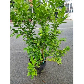 Cây 🌲 Chanh tứ quý (đang trái lớn)1m5