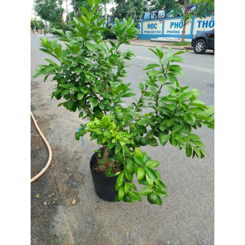 Cây 🌲 Chanh tứ quý (đang trái lớn)1m5