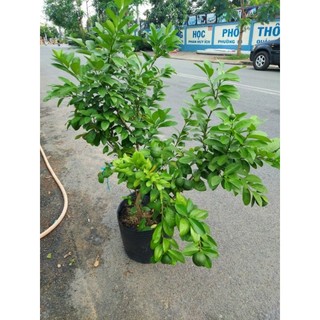 Cây Chanh tứ quý