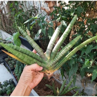 cây cảnh dáng ngà voi