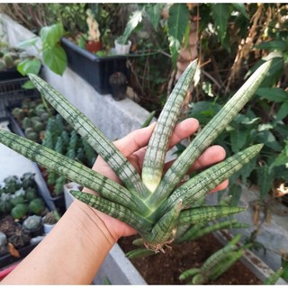 cây cảnh dáng ngà voi