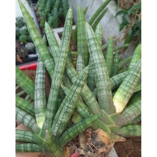 cây cảnh dáng ngà voi