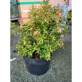 Cây Lựu Ấn có sẵn hoa và nụ