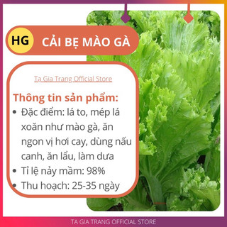 Cải bẹ mào gà