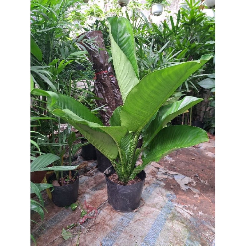 Cây đại phú gia  cao 1m