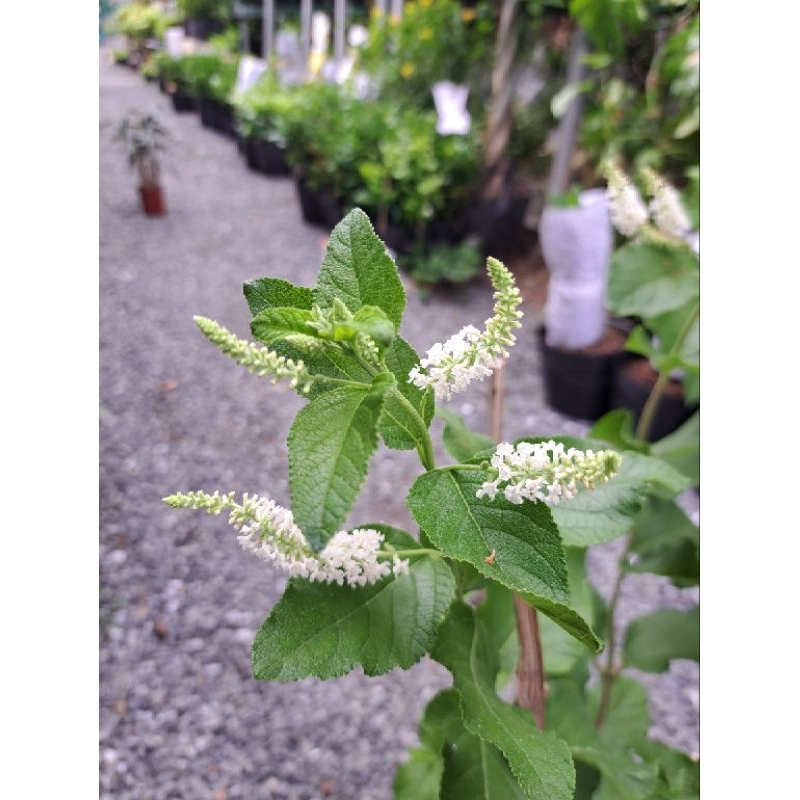 Cây bạch trầm hương (hoa thơm)