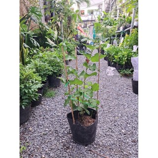 Cây bạch trầm hương (hoa thơm)
