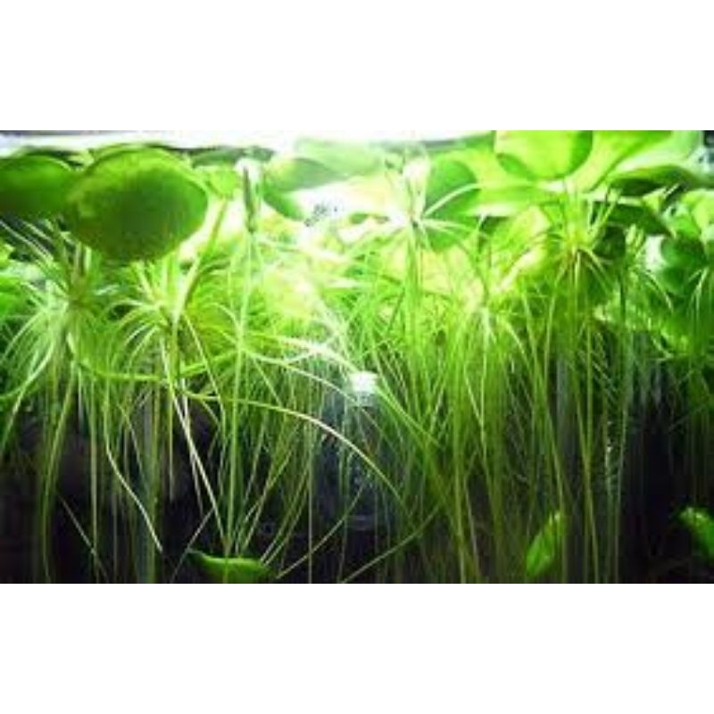 Bèo nhật thủy sinh 16k/6 cộng