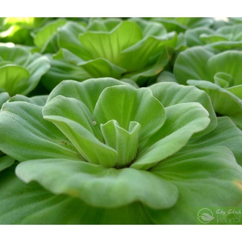 Bèo nhật thủy sinh 16k/6 cộng