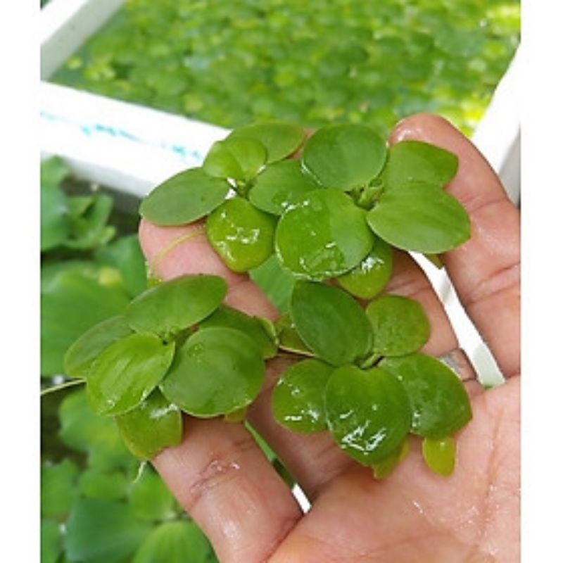 Bèo nhật thủy sinh 16k/6 cộng