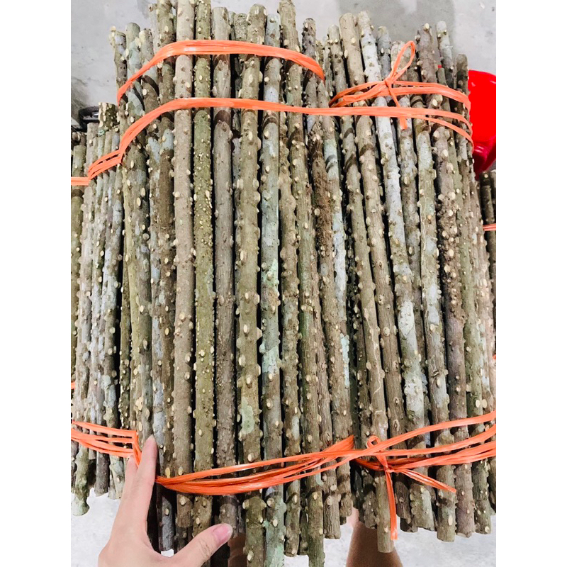 Cầu gạo cho chim chào mào, chích choè, hoạ mi, khướu