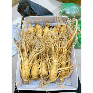 SÂM HÀN QUỐC 6 NĂM TUỔI_LOẠI 10 CỦ/1KG