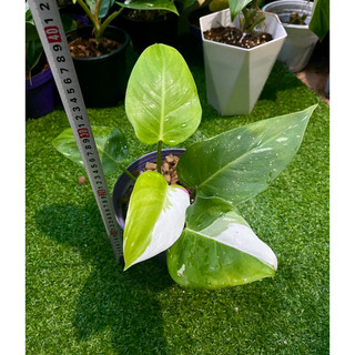 trầu bà công chúa trắng(philodendron White princess)có hỏa tốc