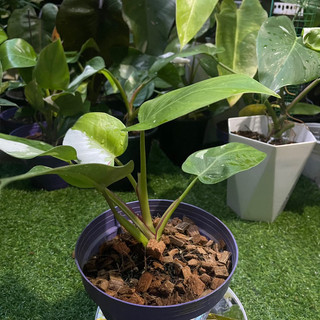 trầu bà công chúa trắng(philodendron White princess)có hỏa tốc