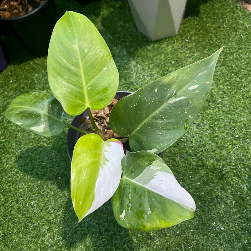trầu bà công chúa trắng(philodendron White princess)có hỏa tốc