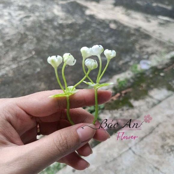 100gr Cỏ điểm hoa Baby  trắng cao cấp đã nhặt sạch dùng trang trí cắm hoa sáp, hoa lụa, làm hoa đội đầu