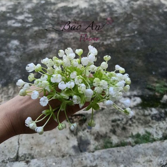 100gr Cỏ điểm hoa Baby  trắng cao cấp đã nhặt sạch dùng trang trí cắm hoa sáp, hoa lụa, làm hoa đội đầu