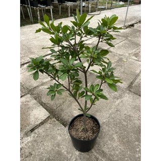 Cây 🌲 Lộc Vừng hoa đỏ 1m ( đang hoa )