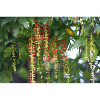 Cây 🌲 Lộc Vừng hoa đỏ 1m ( đang hoa )