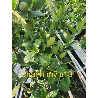 Chanh Mỹ vàng lớn 1m5 đang trái