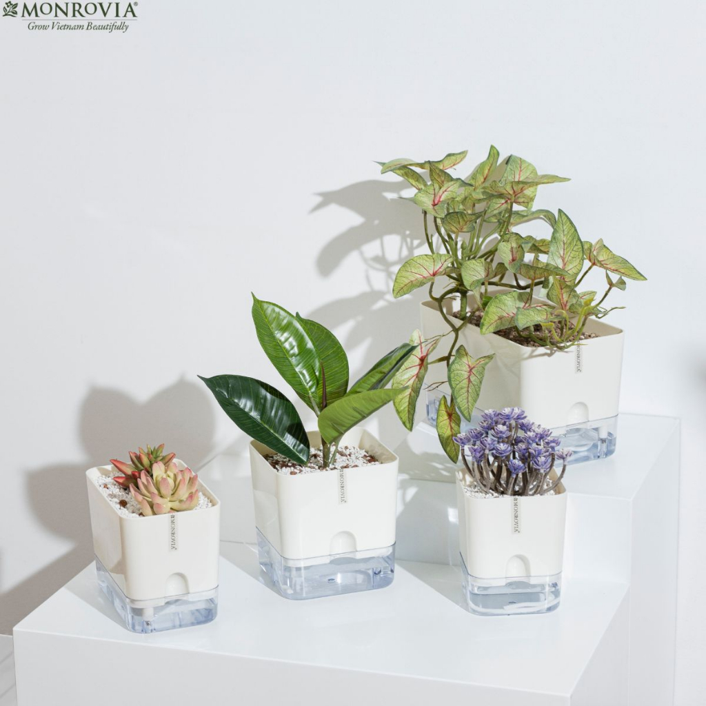 Chậu trồng cây tự tưới để bàn Monrovia, thiết kế thông minh, decor văn phòng, trong nhà, sang trọng, Tiêu chuẩn Châu Âu