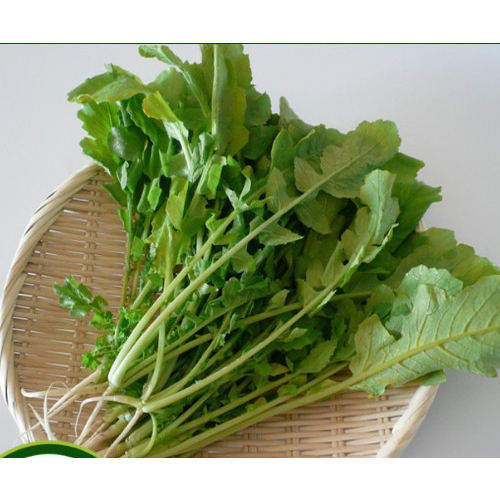 Hạt giống cải củ ăn lá, muối dưa 20gram