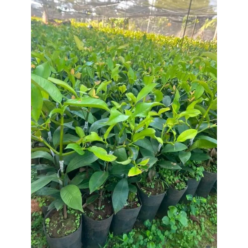 Măng Cụt Thái Ghép, Cây cao 50-70cm,mau cho quả
