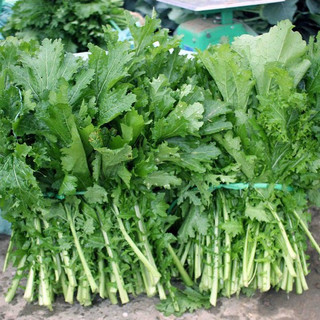 Hạt giống rau cải mèo - dễ trồng, nhanh thu hoạch
