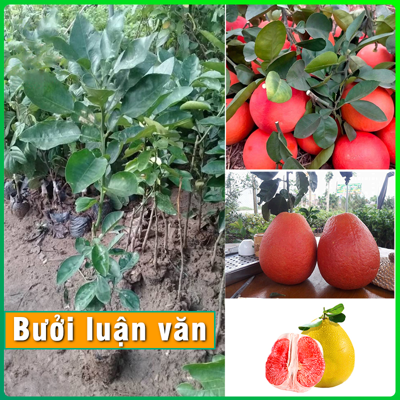 Cây Giống Bưởi Luận Văn (bưởi đỏ tiến vua) cực sai quả cây khỏe phát triển tốt dễ trồng & chăm sóc