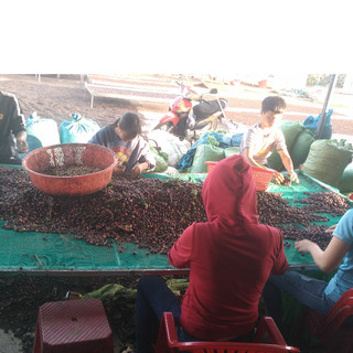 Cà phê bột xay nguyên chất, cafe bột Robusta rang mộc 1kg