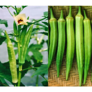 5 gam Hạt giống Đậu bắp xanh Cao sản tặng kèm kích mầm