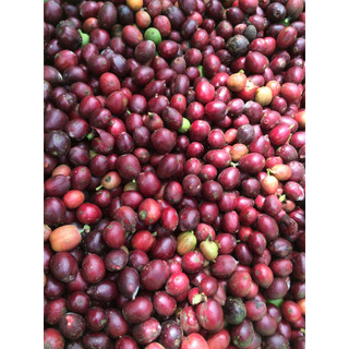 Cà phê hạt rang nguyên chất Robusta, cafe rang mộc 500g
