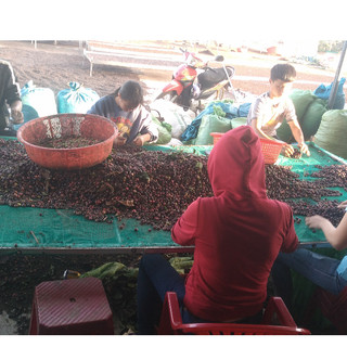 Cà phê hạt rang nguyên chất Robusta, cafe rang mộc 500g
