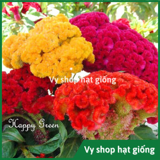 Hạt giống hoa mào gà búa mix màu gói 300 hạt