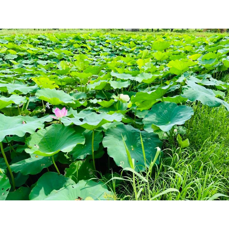100gr Trà Củ Sen + 100gr Trà Lá Sen Sấy Lạnh
