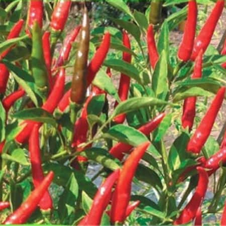 50H Hạt giống ớt chỉ thiên siêu cay siêu trái f1