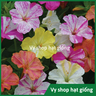 Hạt giống hoa bông phấn mix màu gói 20 hạt