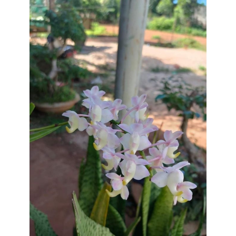 1cây lan bạch nhạn tháng 8 giống
