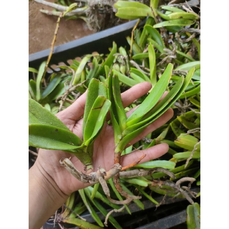 1cây lan bạch nhạn tháng 8 giống