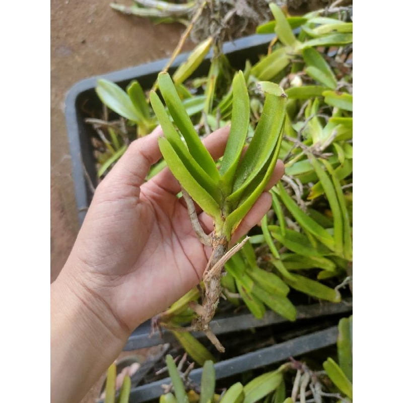 1cây lan bạch nhạn tháng 8 giống