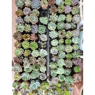 Các loại sen đá size bầu 5-8cm có giá sỉ