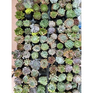 Các loại sen đá size bầu 5-8cm có giá sỉ