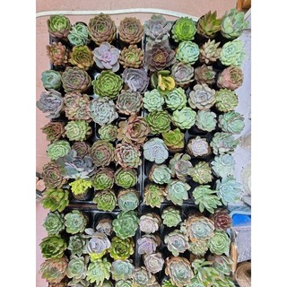 Các loại sen đá size bầu 5-8cm có giá sỉ