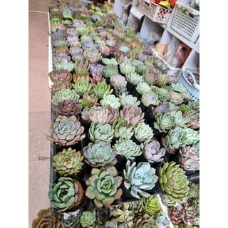 Các loại sen đá size bầu 5-8cm có giá sỉ