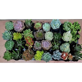 Các loại sen đá size bầu 5-8cm có giá sỉ